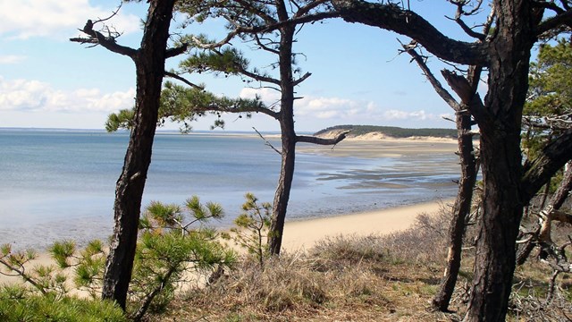 A beach stretches out from an overlook with pine trees.